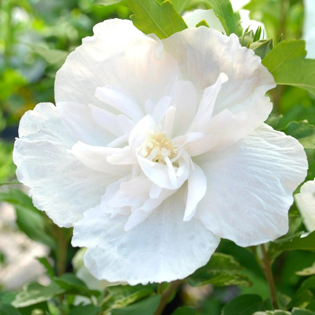 Gardenaria Ibisco - Hibiscus syriacus 'White Chiffon' - Arbusto ornamentale da giardino Altezza: 40/60 cm (vaso19)