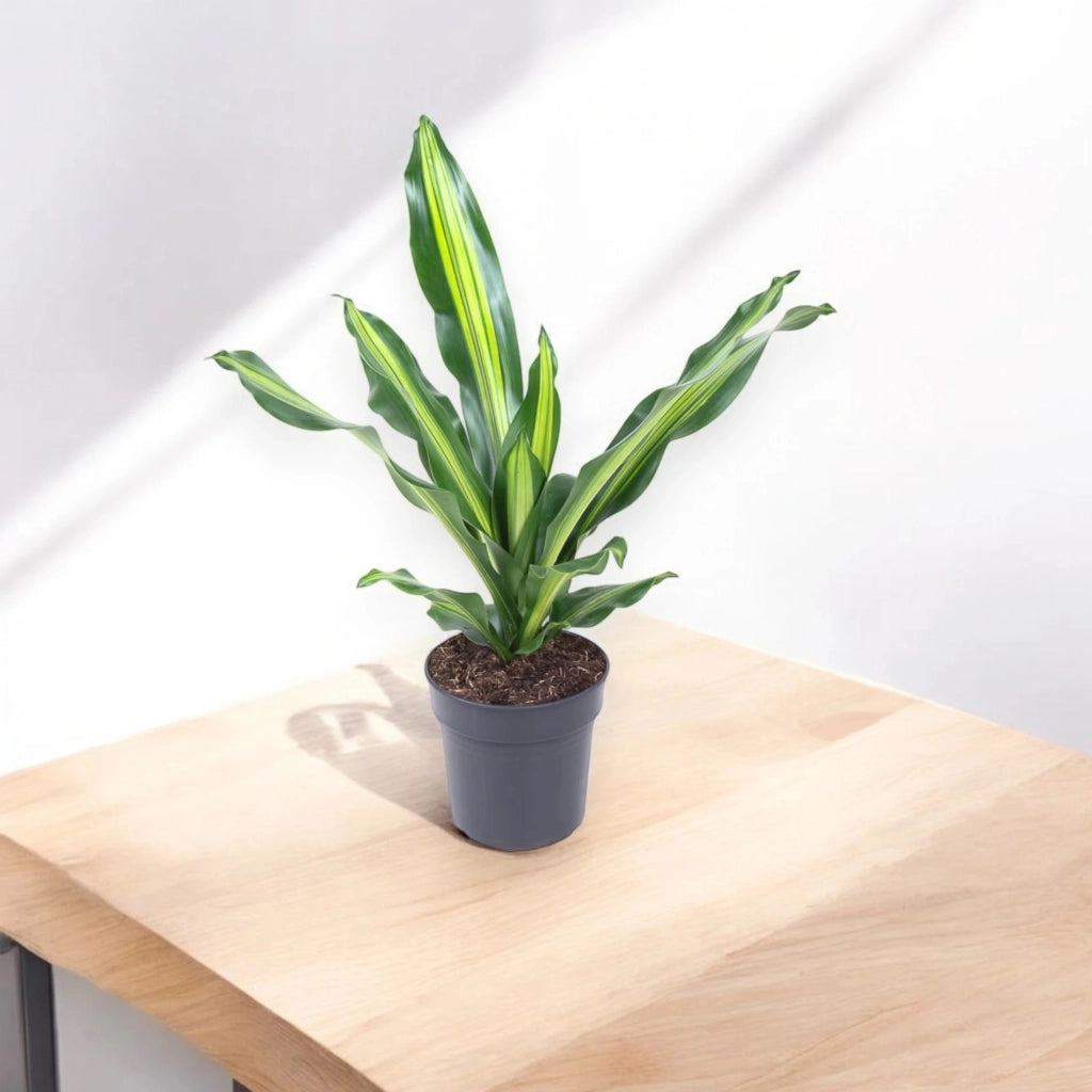 Gardenaria Dracaena fragrans 'Burley' - Pianta da interno ornamentale Altezza: 70 cm (vaso 21)