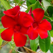 Dipladenia piramide Fiore Rosso h 80 cm in vaso 19 cm AMDGarden