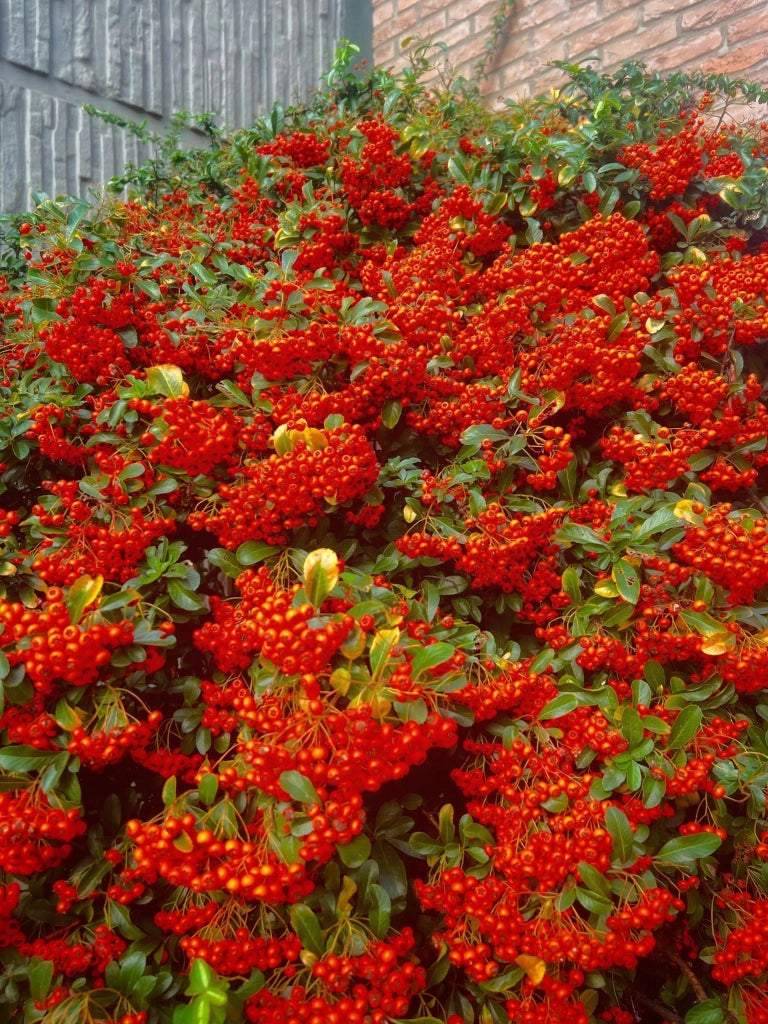 CRATAEGUS PYRACANTHA RED BERRIES (AGAZZINO) VASO 18