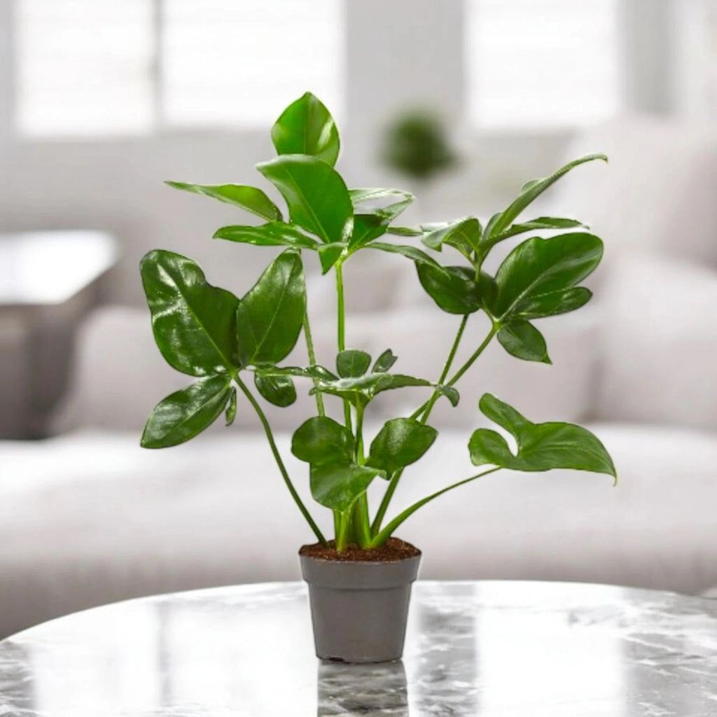 Gardenaria Philodendron 'Fun bun' Green wonder - Pianta da interno ornamentale Altezza: 110 cm (vaso 24)