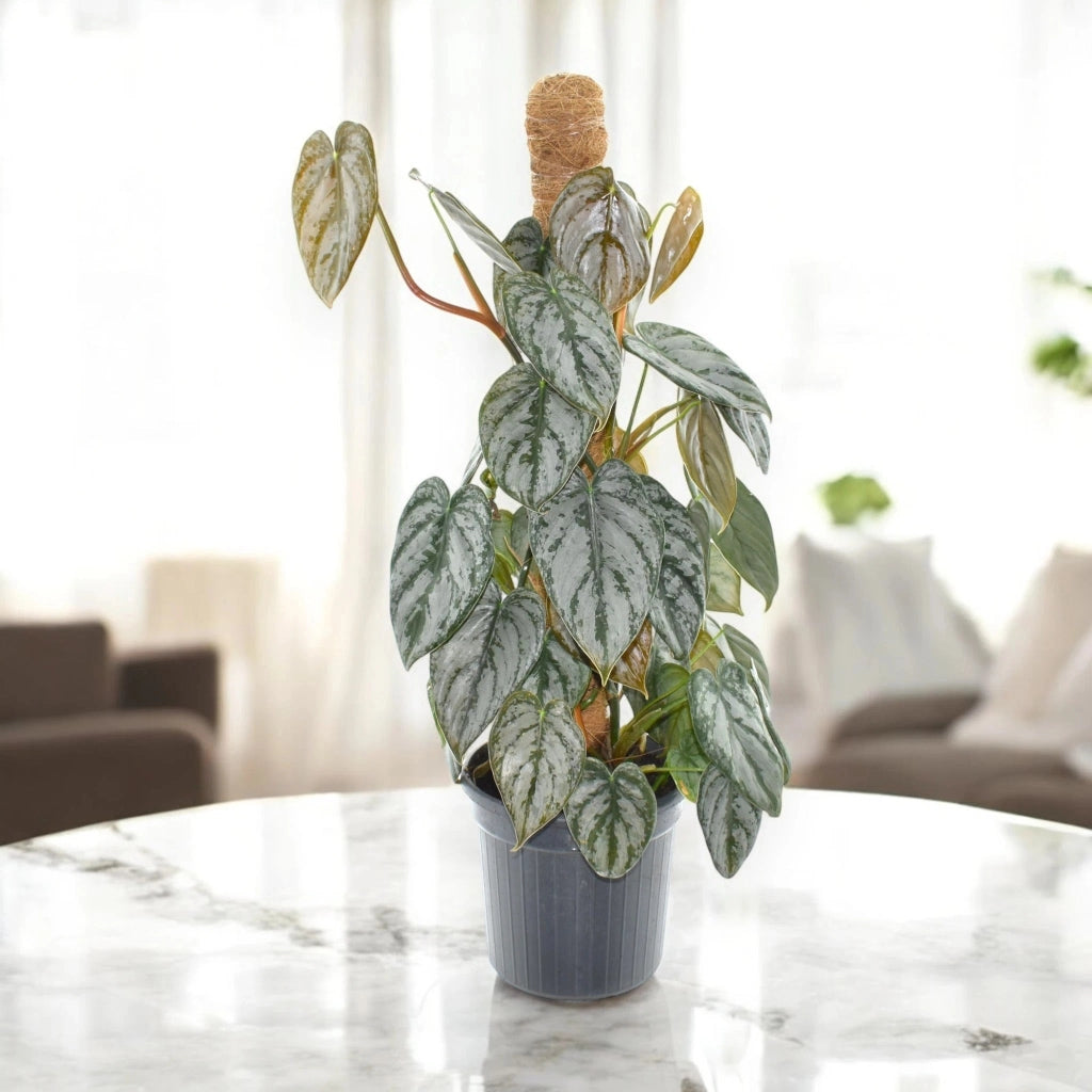 Gardenaria Philodendron brandtianum - Pianta da interno ornamentale Altezza: 30 cm (vaso 12)