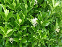 CONCIME UNIVERSALE GRANULARE per orti aiuole prato alberi cespugli FLORTIS 5 KG