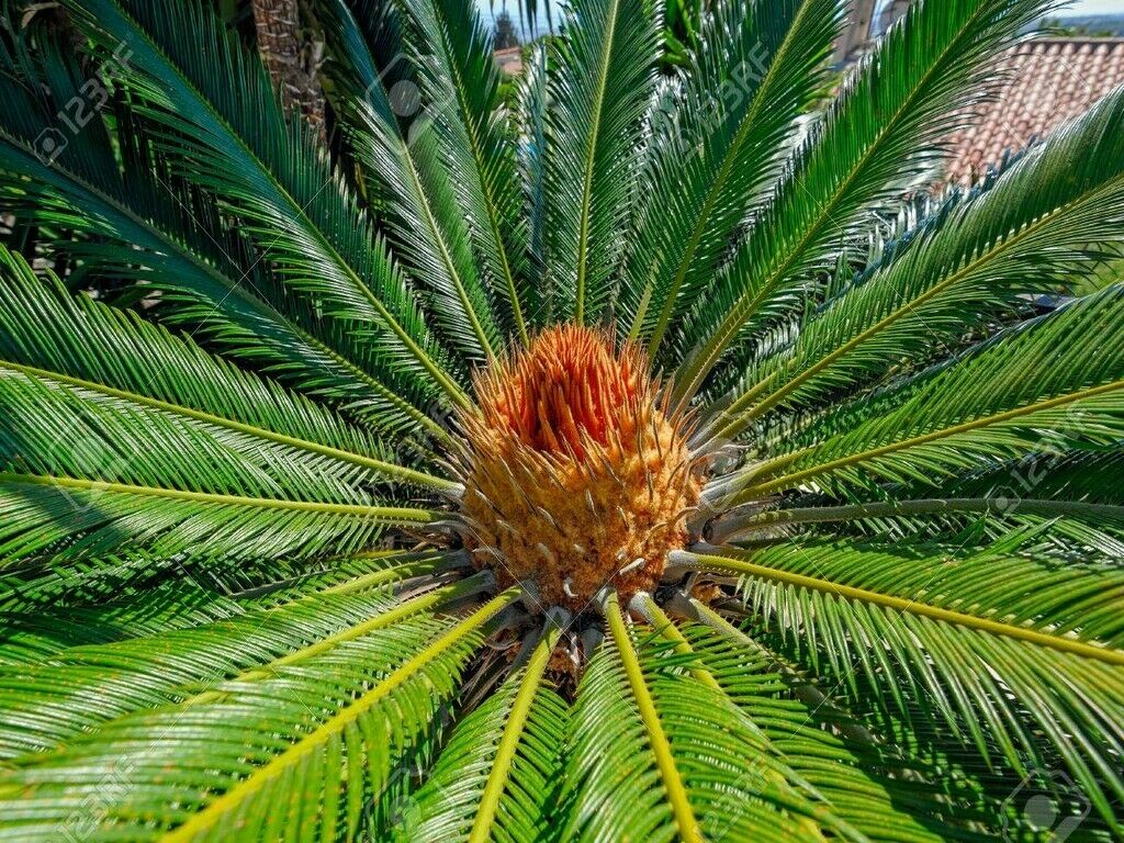 CONCIME UNIVERSALE GRANULARE per orti aiuole prato alberi cespugli FLORTIS 5 KG