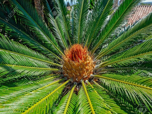 CONCIME UNIVERSALE GRANULARE per orti aiuole prato alberi cespugli FLORTIS 5 KG