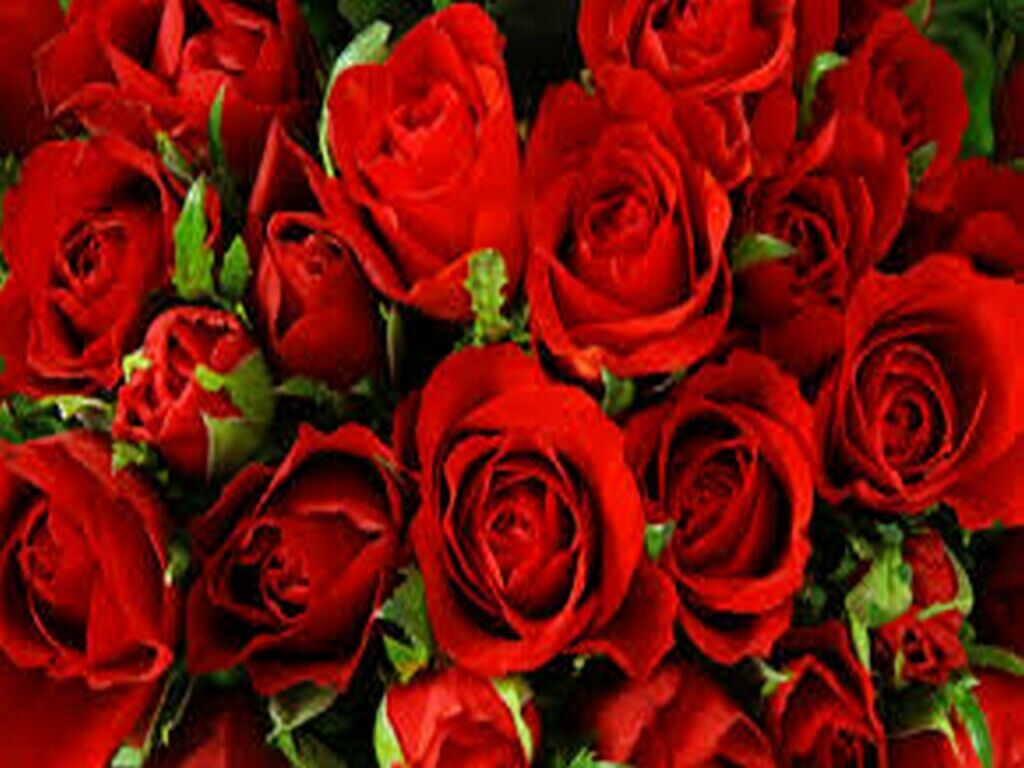 CONCIME UNIVERSALE GRANULARE per orti aiuole prato alberi cespugli FLORTIS 5 KG