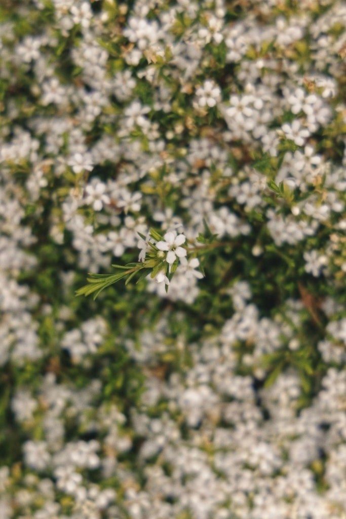 WESTRINGIA FRUTICOSA (ROSMARINO AUSTRALIANO) BIANCA VASO 18