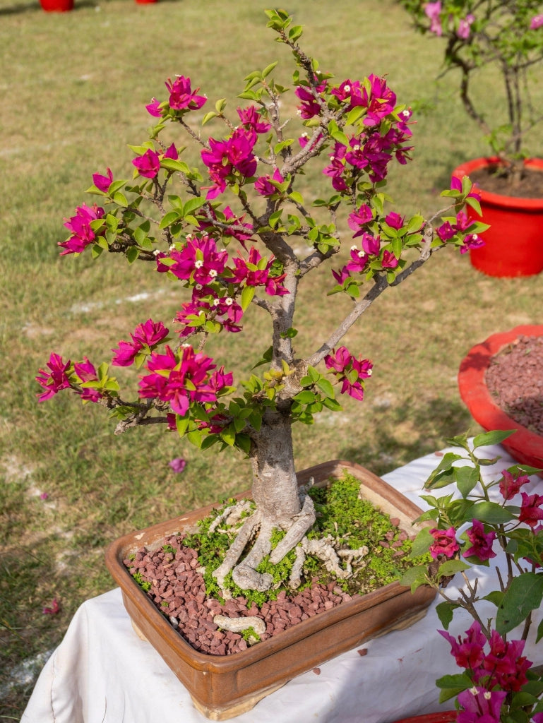 BOUGANVILLEA MULTICOLOR (BUGANVILLEA) BONSAI MINITHAI VASO 60