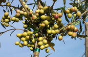 pianta di olivo Arbosana in vaso diametro 18