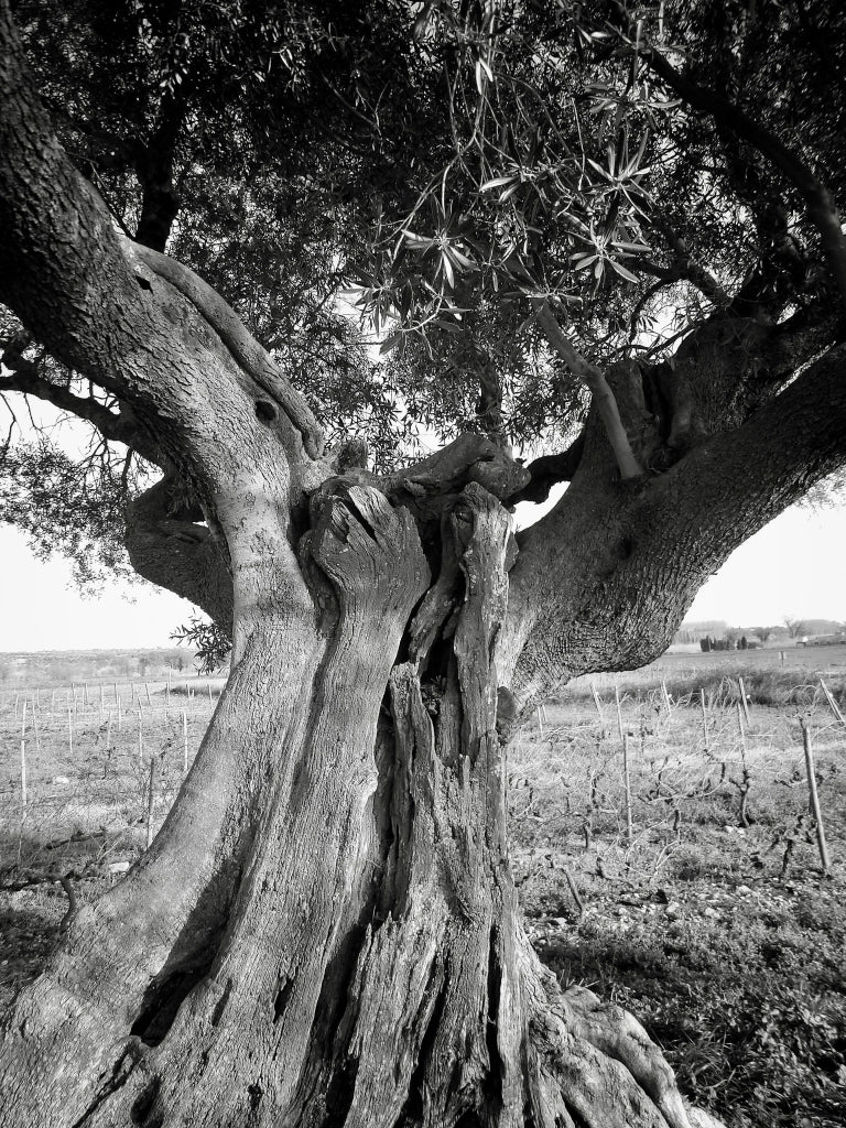 OLEA EUROPAEA CESP.24 CIPRESSINO Lt.7