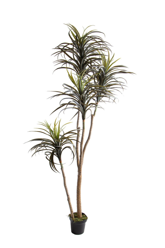 Pianta Artificiale Nolina Recurvata H 210 cm