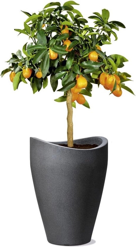 Vaso Globale per Piante - plastico - nero-granito - 1 pezzo - 29,8 cm di diametro