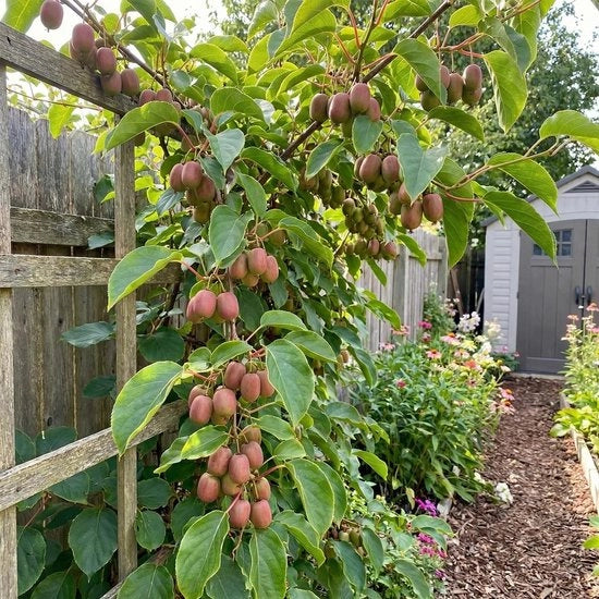 Pianta di Kiwi Actinidia Arguta 'Ken's Red' - Inverno resistente - Altezza 80 cm - Contenitore 15 cm - Frutta commestibile rossa