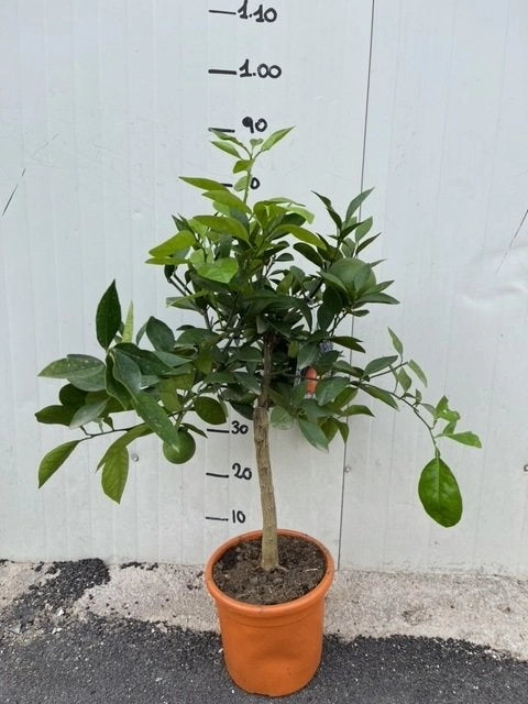PIANTA DI  ARANCIO THOMPSON VASO 20CM