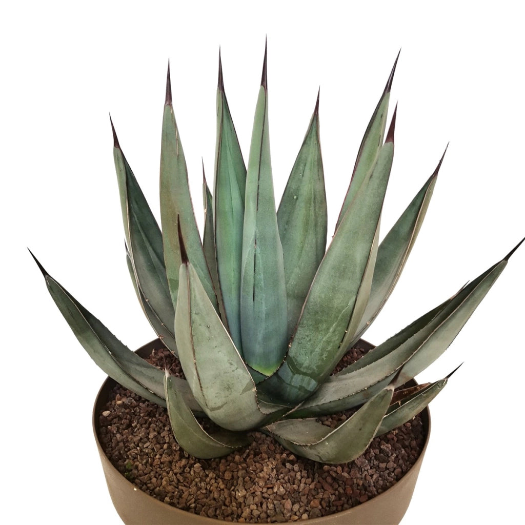 Pianta di Agave Nigra in vaso 30 cm – Pianta succulenta ornamentale resistente