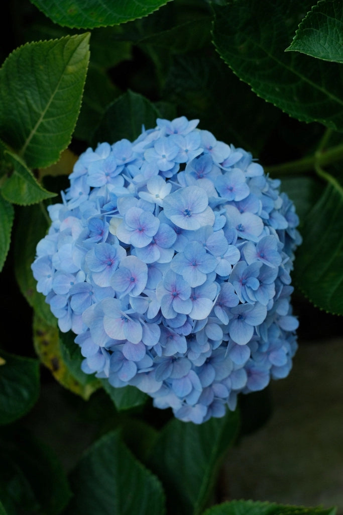 Ortensia Hydrangea Macrophylla Mix Colori Vaso 18 cm Pianta da Fiore