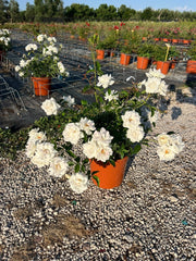 ROSA ICEBERG VASO 24