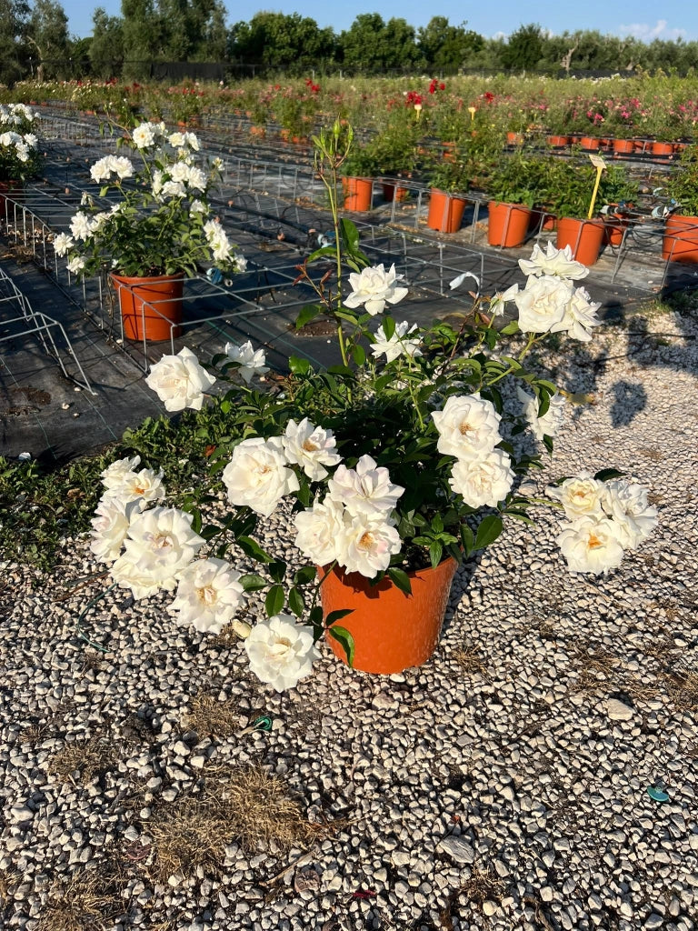 ROSA ICEBERG VASO 24