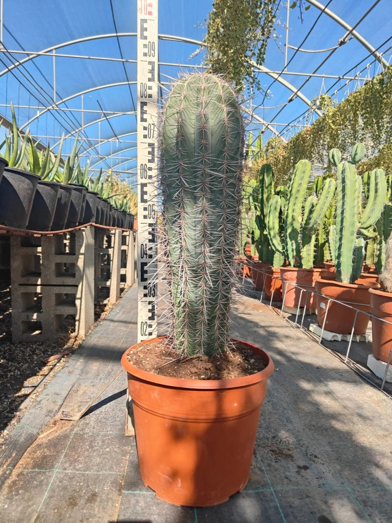 PACHYCEREUS PRINGLEI (CACTUS GIGANTE MESSICANO) VASO 25