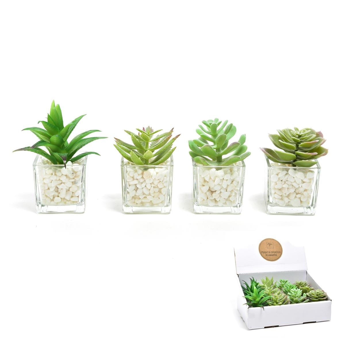 PIANTINA 6X6XH9CM ASSORTITA IN VASO VETRO