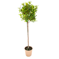 Pianta Albero di CORBEZZOLO ad alberello ARBUTUS UNEDO IN vaso 20 cm FOTO REALE
