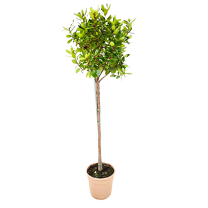 Pianta Albero di CORBEZZOLO ad alberello ARBUTUS UNEDO IN vaso 20 cm FOTO REALE