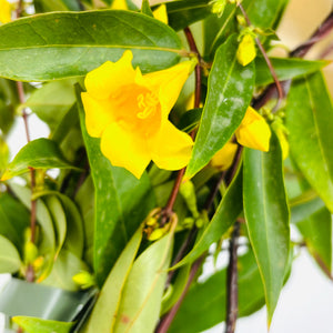Gelsenium Gelsomino Sempreverde della Carolina in vaso 18 cm