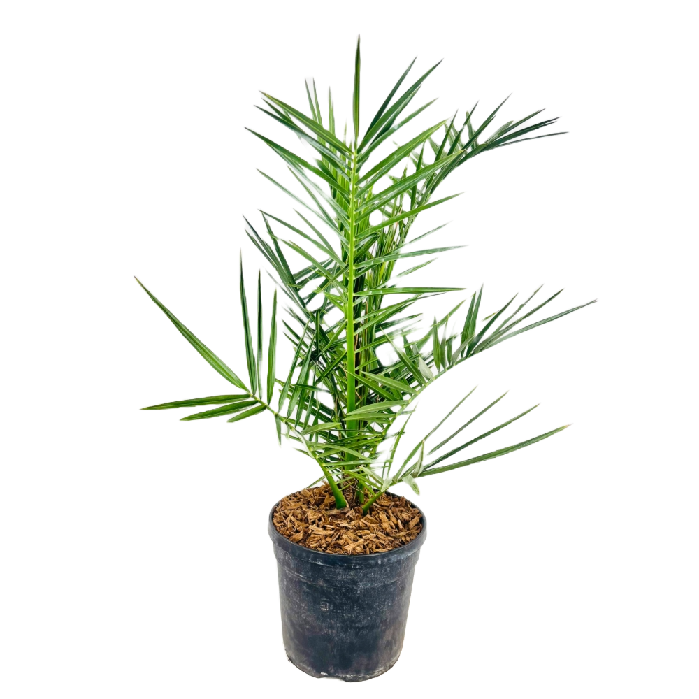 Pianta di PHOENIX CANARIENSIS H 70 CM Iin vaso 18 CM