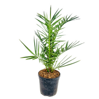 Pianta di PHOENIX CANARIENSIS H 70 CM Iin vaso 18 CM