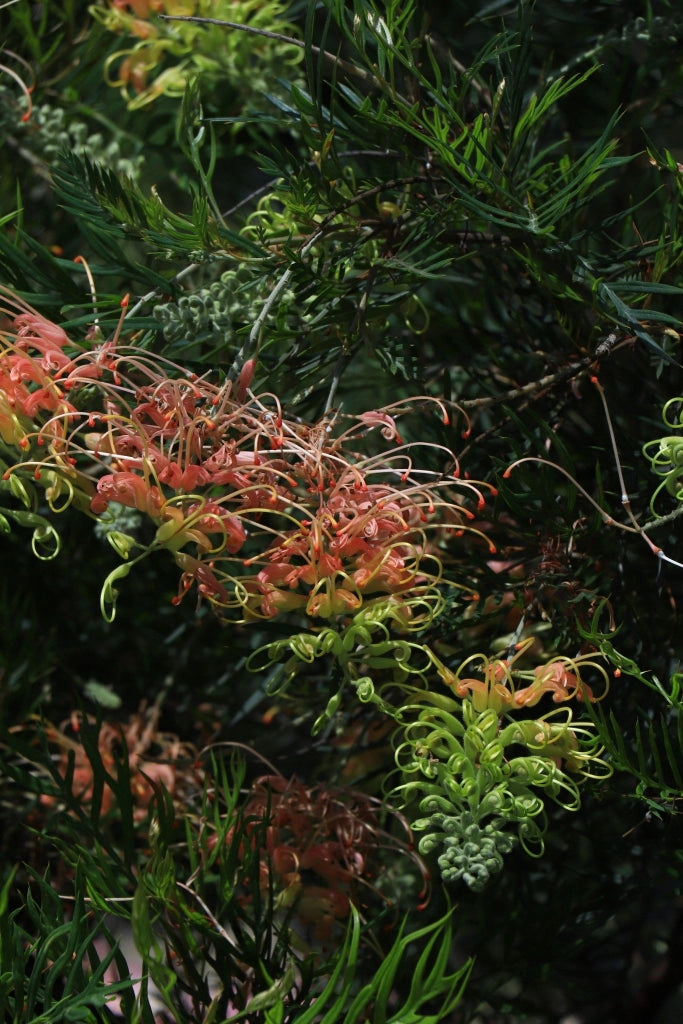 GREVILLEA JOHNSONII VASO 24