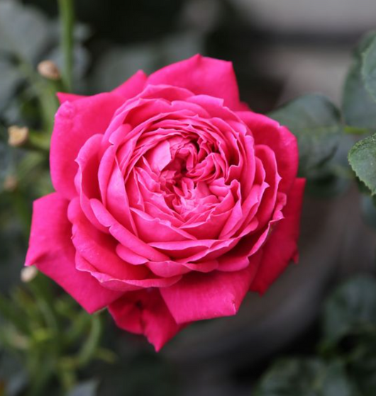 Rosa a cespuglio ALEXANDRE ASTIER ®