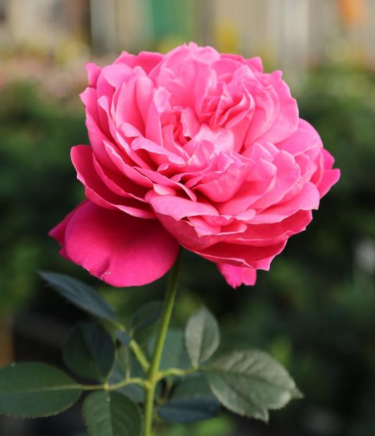 Rosa a cespuglio ALEXANDRE ASTIER ®