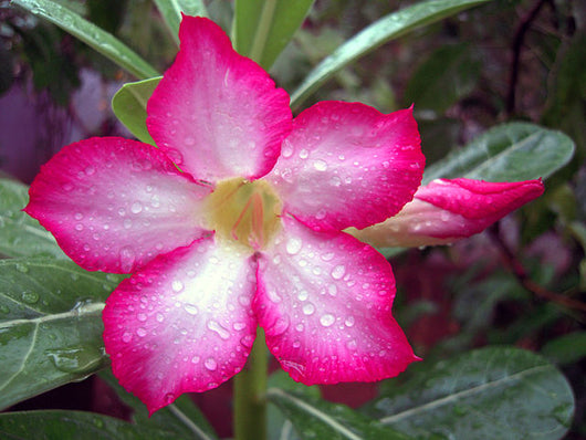 Adenium obesum rosa del deserto a fiore rosa vaso 12cm  H 40cm