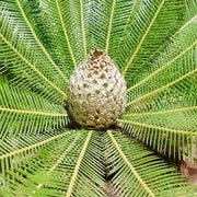 Dioon edule – Cicadea sempreverde ornamentale resistente dal fascino preistorico