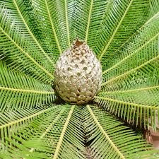 Dioon edule – Cicadea sempreverde ornamentale resistente dal fascino preistorico