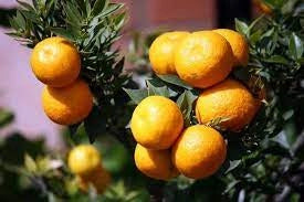 Pianta di CHINOTTO Citrus Myrtifolia foto reali in vaso 20cm