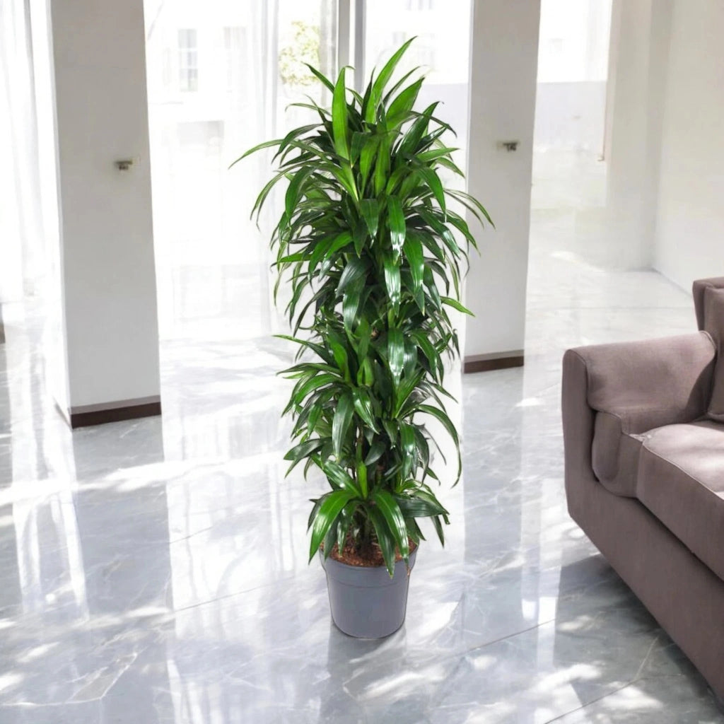 Gardenaria Dracaena fragrans 'Janet craig' - Pianta da interno ornamentale Altezza: 180/200 cm (vaso 33)