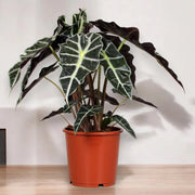 Gardenaria Alocasia 'Polly' - Pianta da interno ornamentale Altezza: 38 cm (vaso 12)