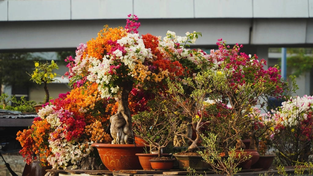 BOUGANVILLEA MULTICOLOR (BUGANVILLEA) BONSAI MINITHAI VASO 45