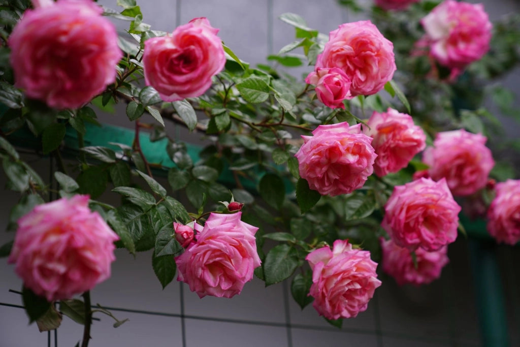 ROSA RAMP. VASO 24 H.210 PIERRE DE RONSARD