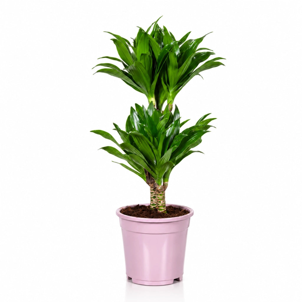 Gardenaria Dracaena fragrans 'Compacta' - Pianta da interno ornamentale Altezza: 130 cm (vaso 31)