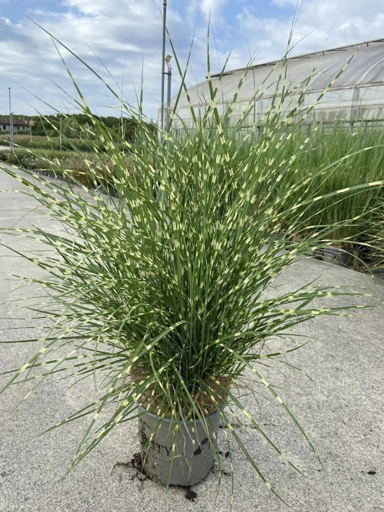 Gardenaria Miscanthus sinensis 'Strictus Dwarf' - Graminacea ornamentale da esterno Altezza: 60 cm (vaso 17)