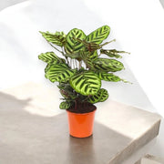 Gardenaria Calathea makoyana - Pianta da interno ornamentale Altezza: 45 cm (vaso 14)