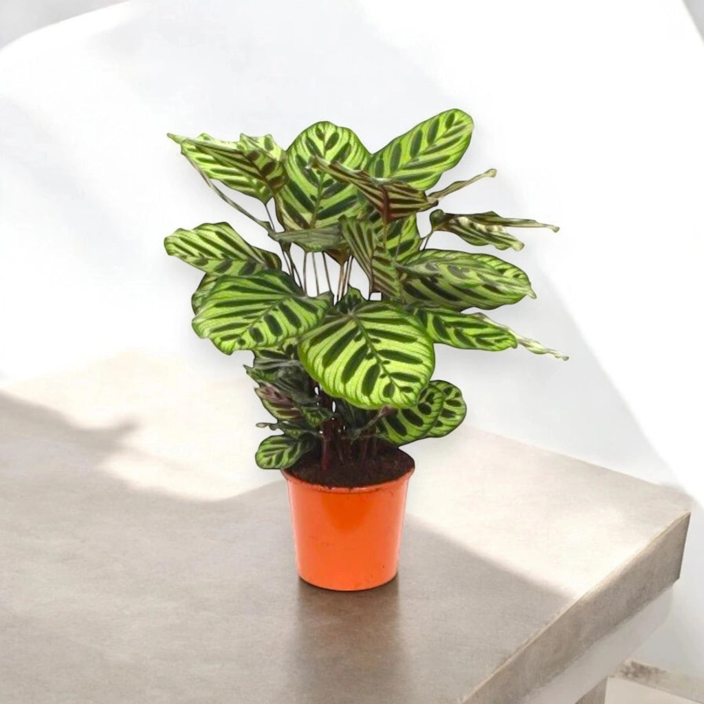 Gardenaria Calathea makoyana - Pianta da interno ornamentale Altezza: 45 cm (vaso 14)