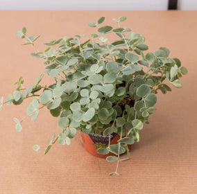 Sedum sieboldii variegata "Seta Giapponese - Erba Teresina" foto reali