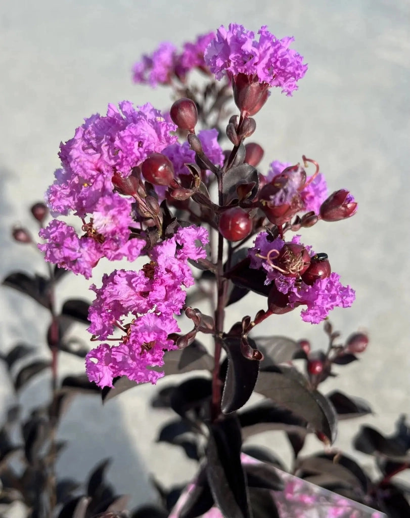 Gardenaria Lagerstroemia indica 'Black Solitaire Purely Purple' - Arbusto ornamentale da giardino Altezza: 40/60 cm (vaso19)