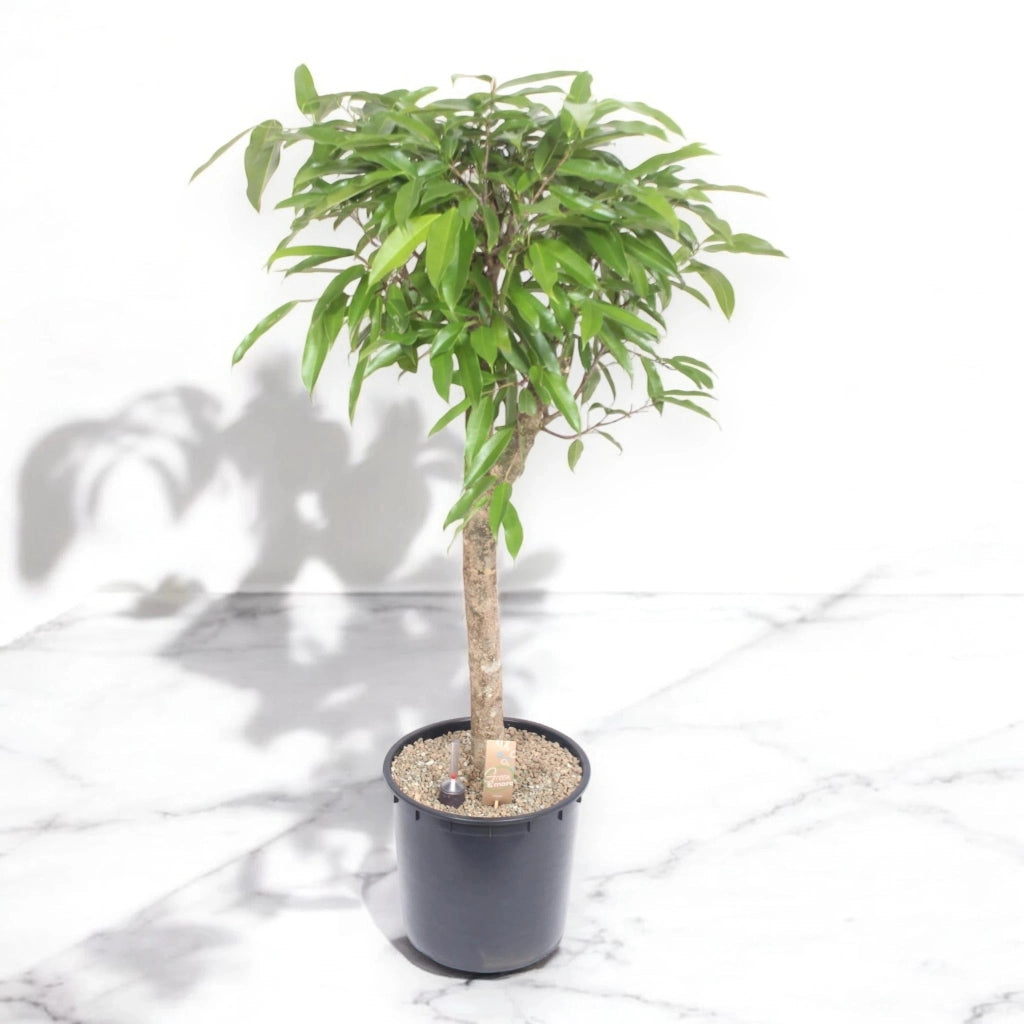 Gardenaria Ficus binnendijkii 'Amstel king' - Pianta da interno ornamentale Altezza: 130 cm (vaso 30)