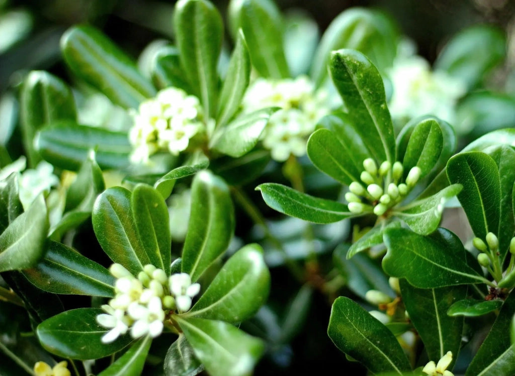 Gardenaria Pittosporo - Pittosporum tobira - Arbusto ornamentale da giardino Altezza: 35/45 cm (vaso 18)