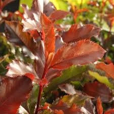 Photinia Magical Vulcano V24 – Arbusto Sempreverde Compatto a Foglia Rossa