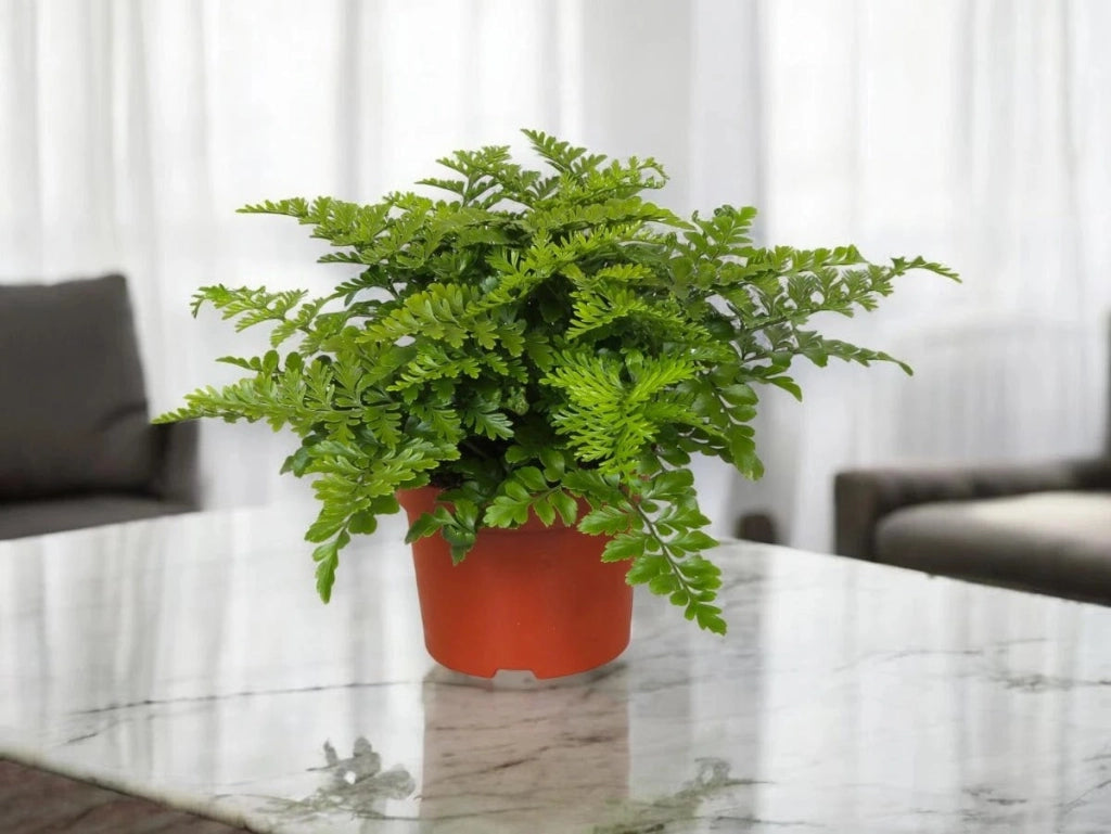 Gardenaria Asplenium parvati - Pianta da interno ornamentale Altezza: 25 cm (vaso 12)